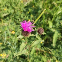 Centaurea phrygia carpatica
