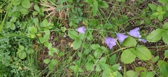 Campanula persicifolia