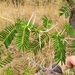 Acacia pilispina