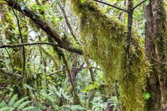 Exsertotheca intermedia