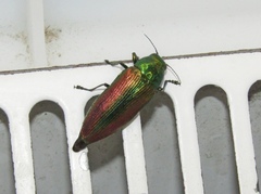 Eurythyrea aurata