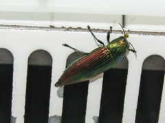 Eurythyrea aurata