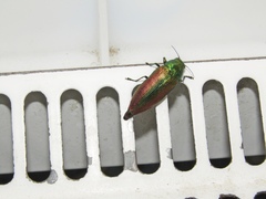 Eurythyrea aurata