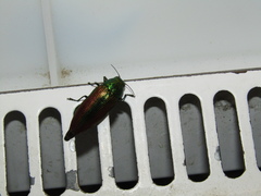 Eurythyrea aurata