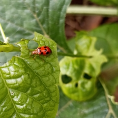 Paridea octomaculata
