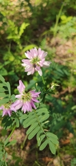 Securigera varia