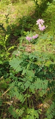 Securigera varia