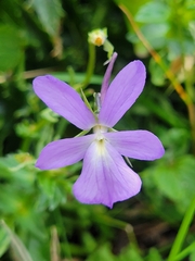 Viola cornuta