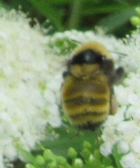 Bombus borealis