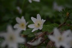 Anemonoides nemorosa