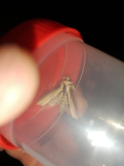 Cucullia scrophulariae