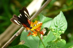 Heliconiini