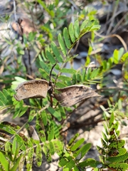 Cryptosepalum maraviense