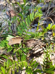 Cryptosepalum maraviense