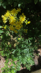 Jacobaea vulgaris