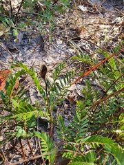 Cryptosepalum maraviense