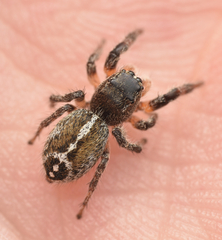 Pellenes tripunctatus