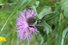Centaurea phrygia carpatica