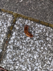 Lepidoptera