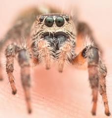 Pellenes tripunctatus