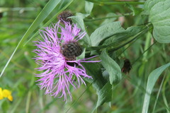 Centaurea phrygia carpatica