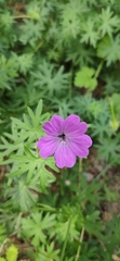 Geranium sanguineum
