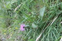 Centaurea phrygia carpatica
