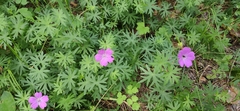 Geranium sanguineum