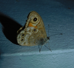 Lasiommata schakra