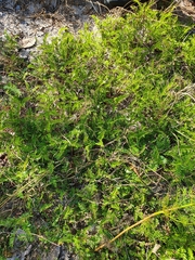 Cryptosepalum maraviense