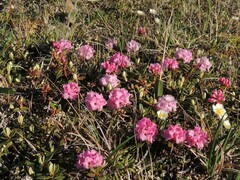 Rhododendron adamsii