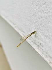 Agriocnemis keralensis