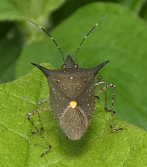 Proxys albopunctulatus