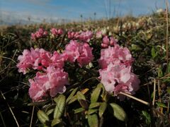 Rhododendron adamsii