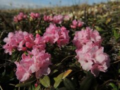 Rhododendron adamsii