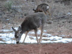 Odocoileus hemionus
