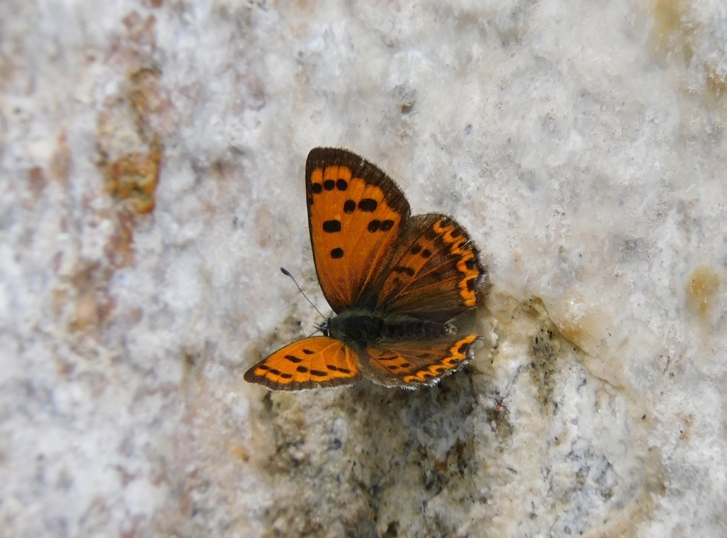 White-bordered Copper
