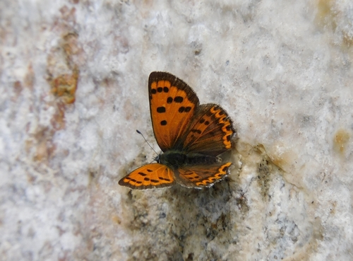 White-bordered Copper
