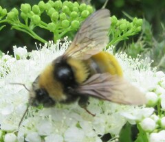 Bombus borealis