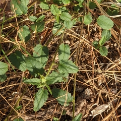 Rhynchosida physocalyx