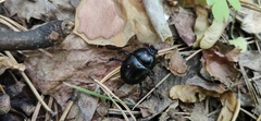 Anoplotrupes stercorosus