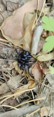 Anoplotrupes stercorosus