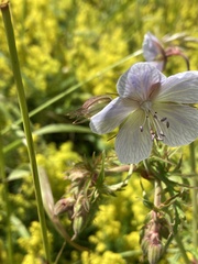 Geranium
