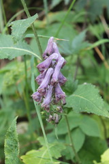 Aconitum moldavicum
