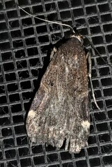 Hydrillodes funestalis