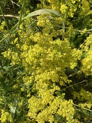 Galium verum