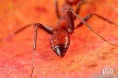 Polyergus longicornis