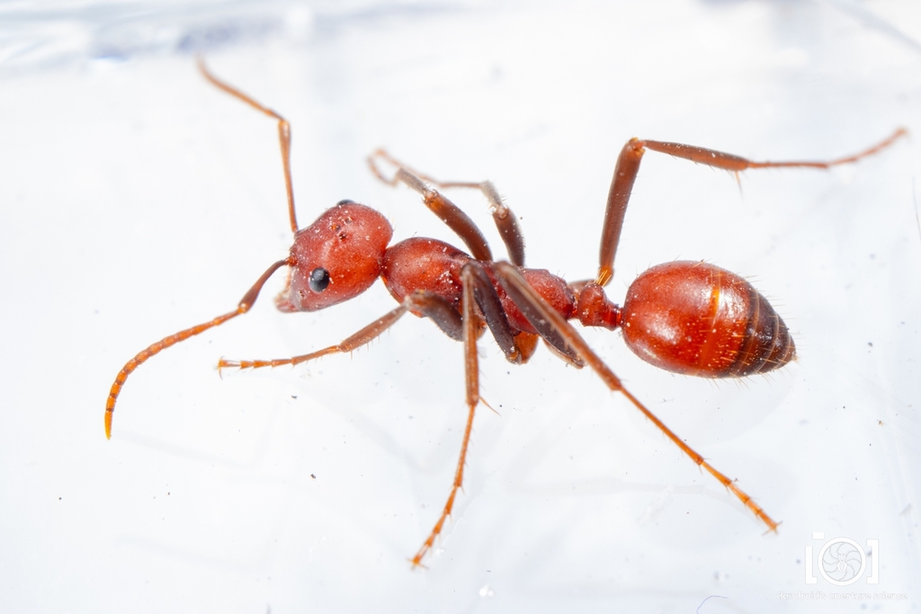 Shining Amazon Ant