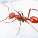 Long-horned Amazon Ant - Photo no rights reserved, uploaded by Daniel Roueche