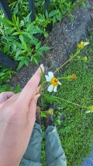 Bidens alba